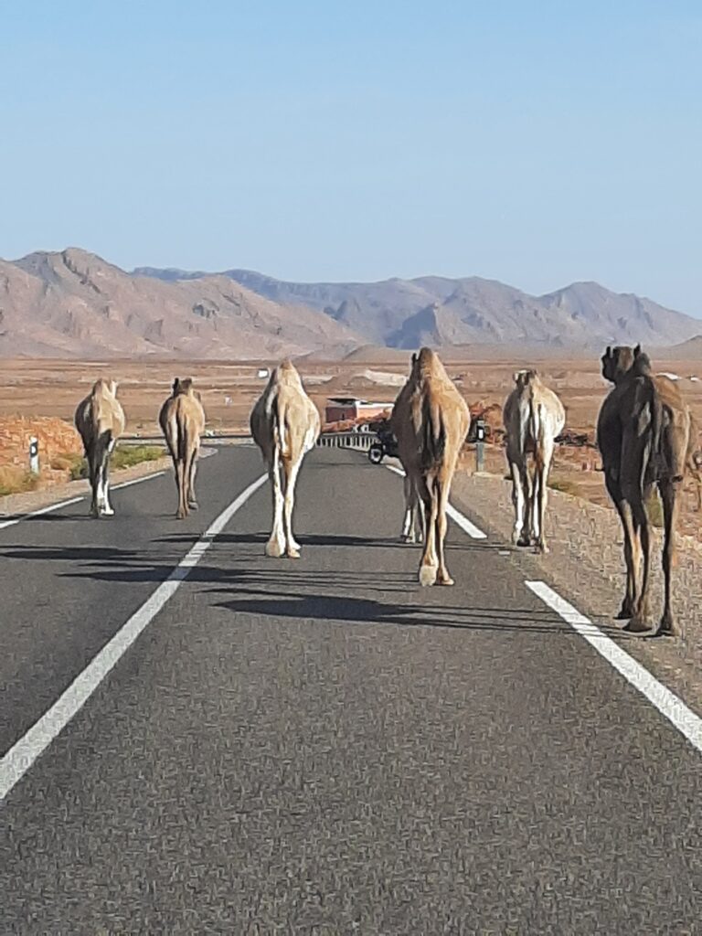 marokko-rundreise-kamel touern