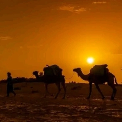 camel triking
